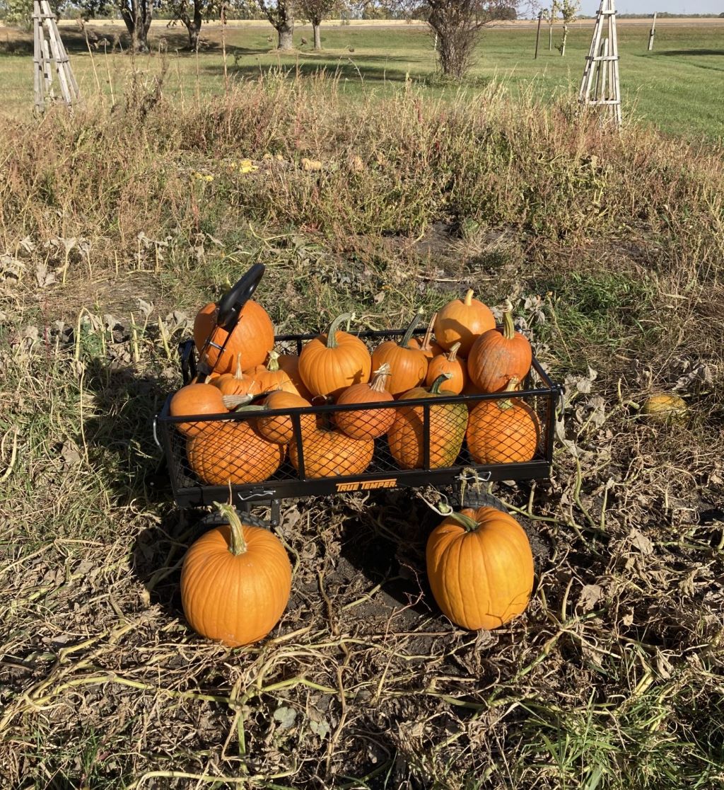 pumpkins are picked